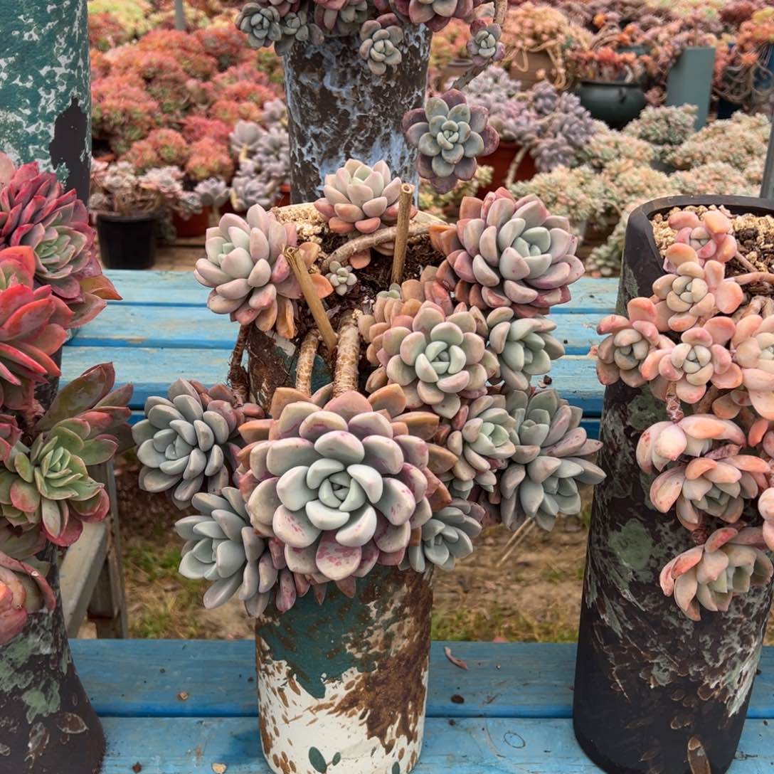 精品花斑鹿妖桩 裸根
