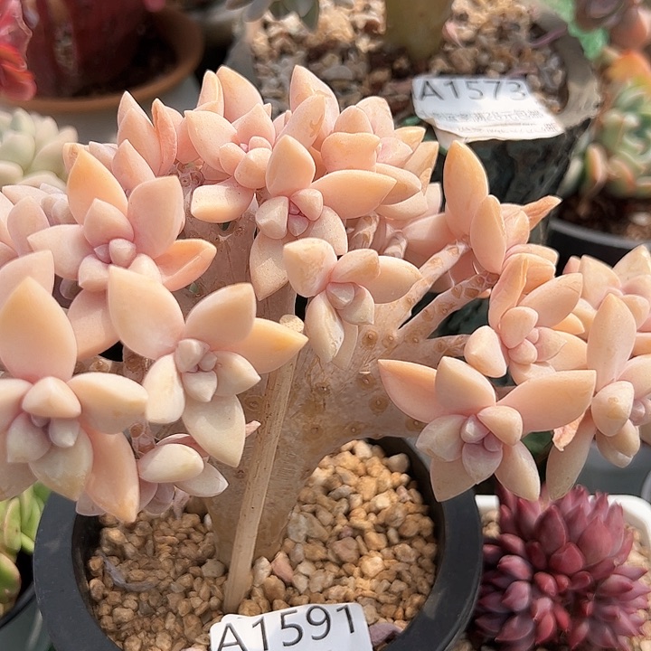 幸运的是我的朋友们都在