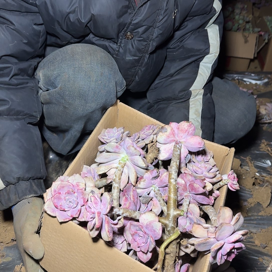 箱拍紫乐多肉断肢不售后看好在拍