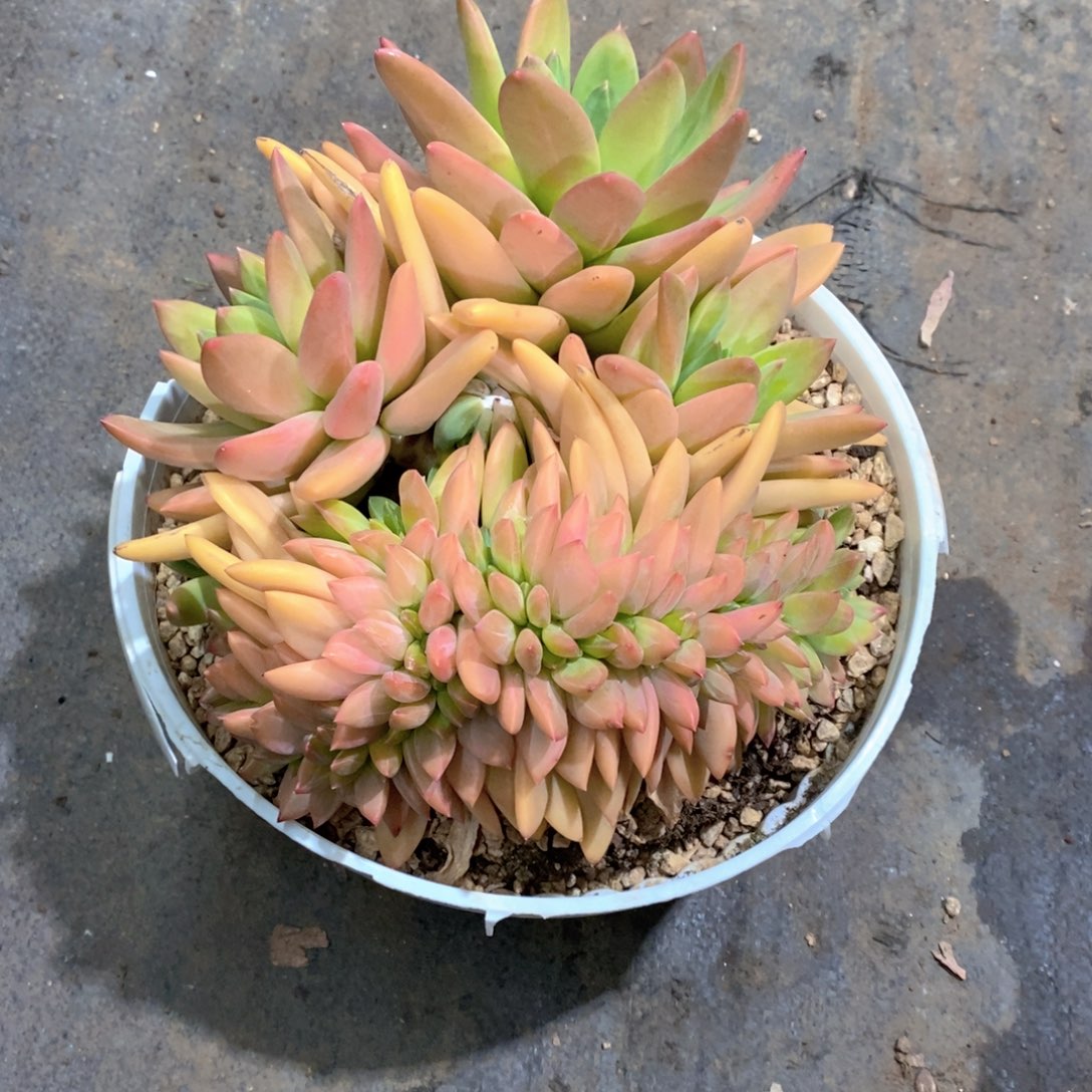 单***丹海洋之歌大缀化一个