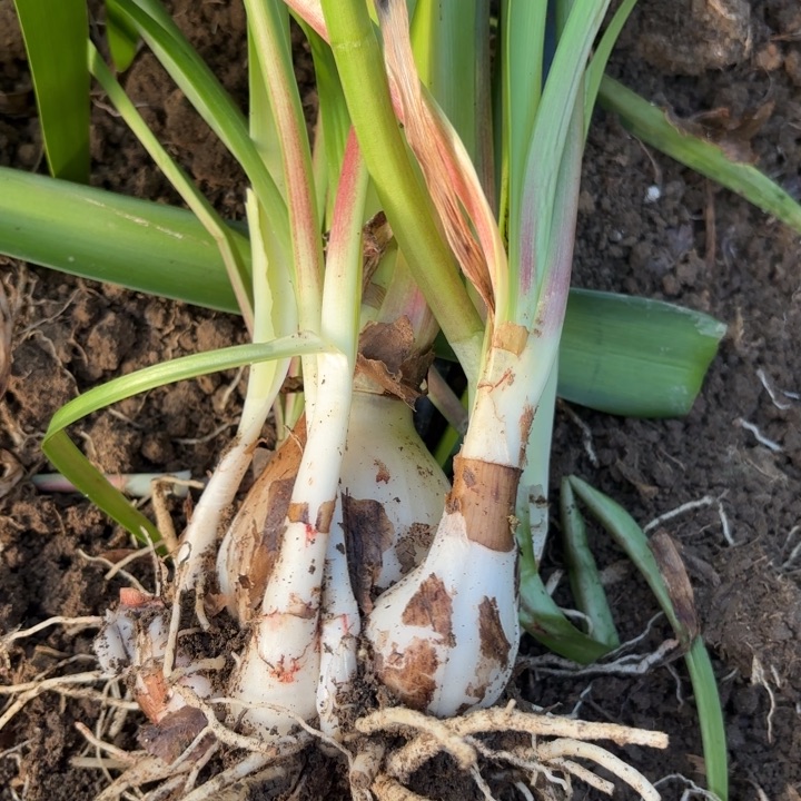 无花朵阿*双梦包对版