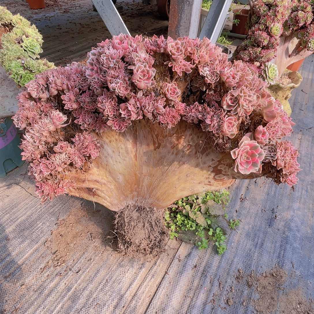 【闪购商品】无花朵赏****香女巫