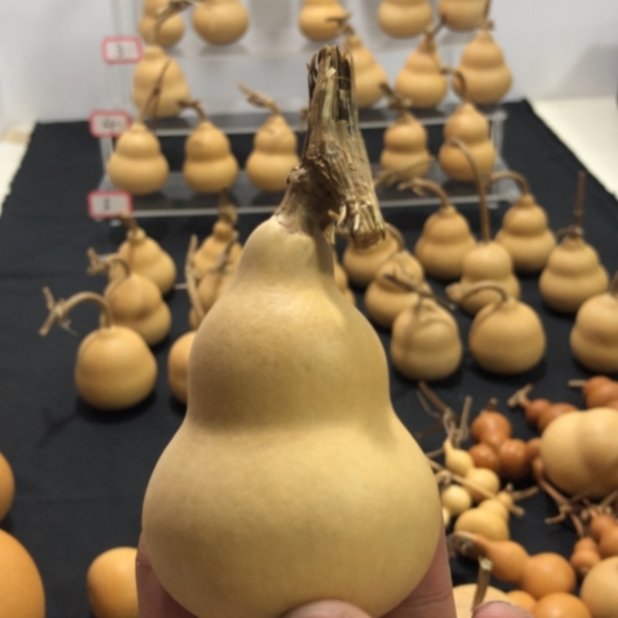 【闪购商品】红*小葫芦