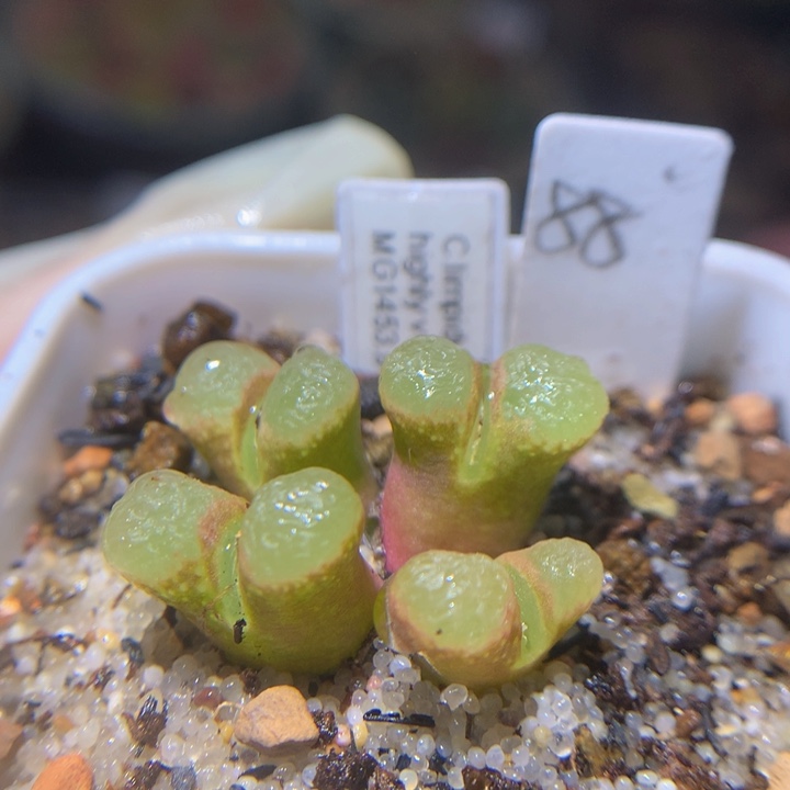 精品生石花35.36