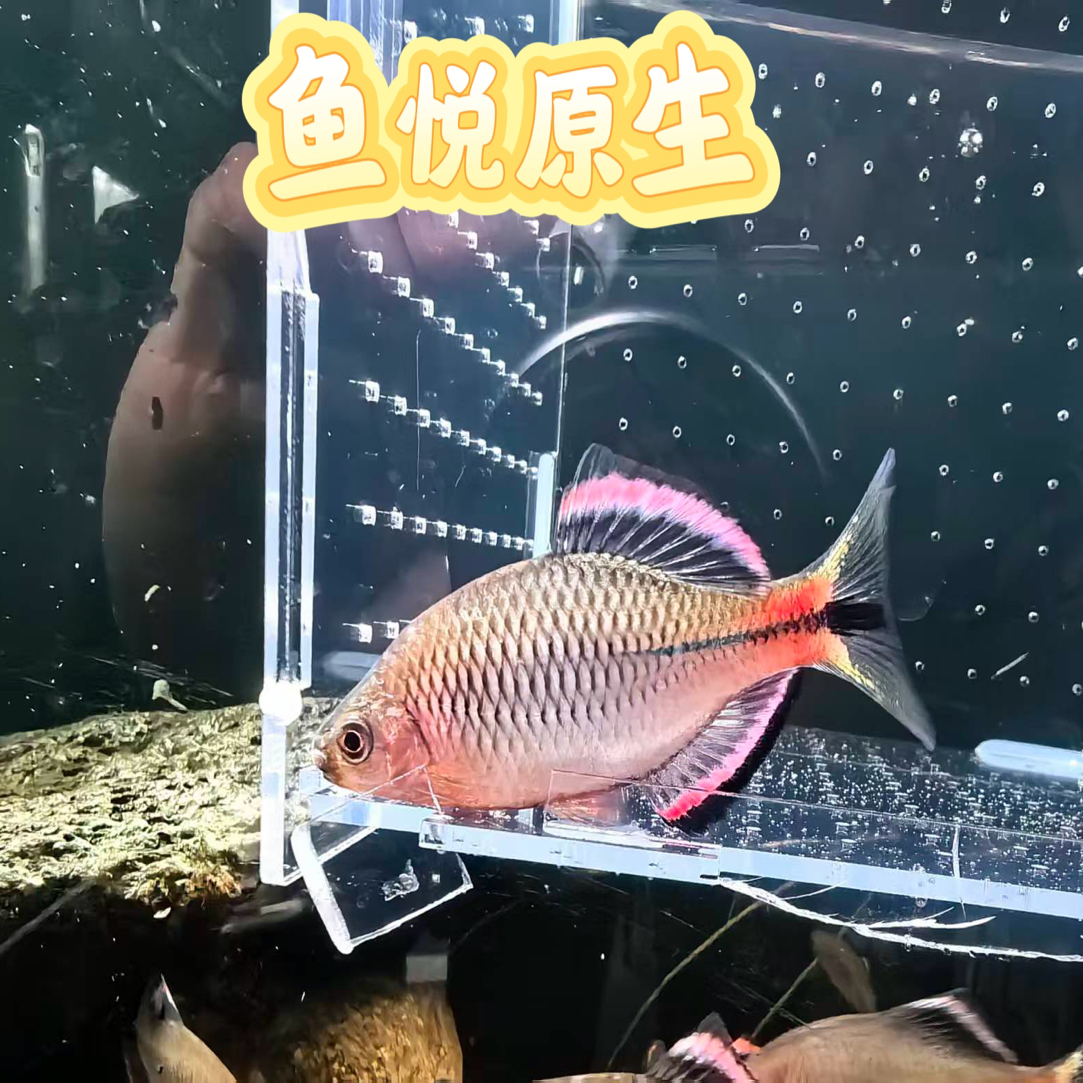 齐氏鱊鳑鲏原生冷水观赏鱼溪流鱼好养耐活小型淡水群游鱼