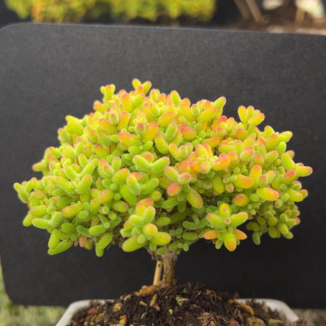 dy5285直杆树型蜜橘糖球冠幅9cm