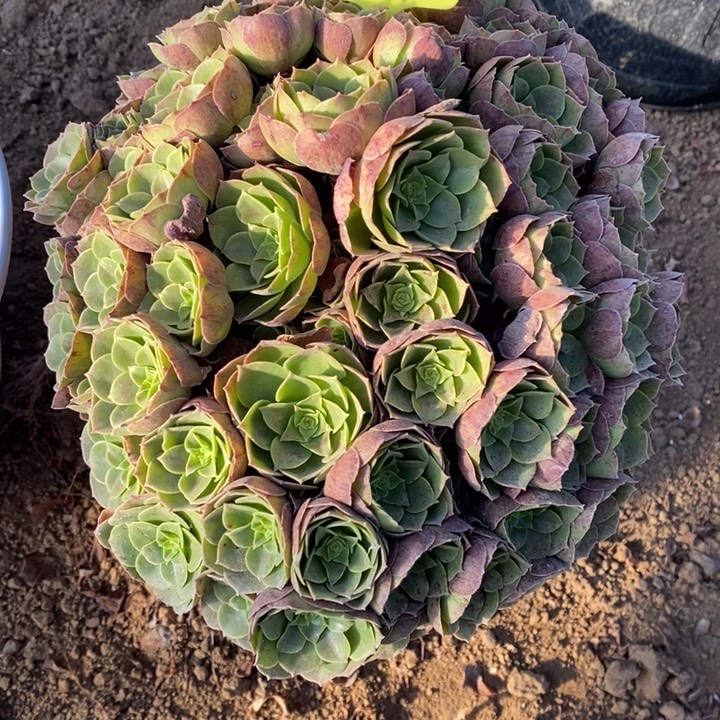 万圣节1棵601号11111111