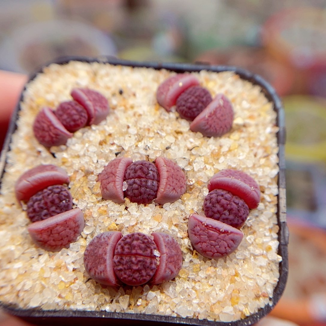 406. 56787679778898778