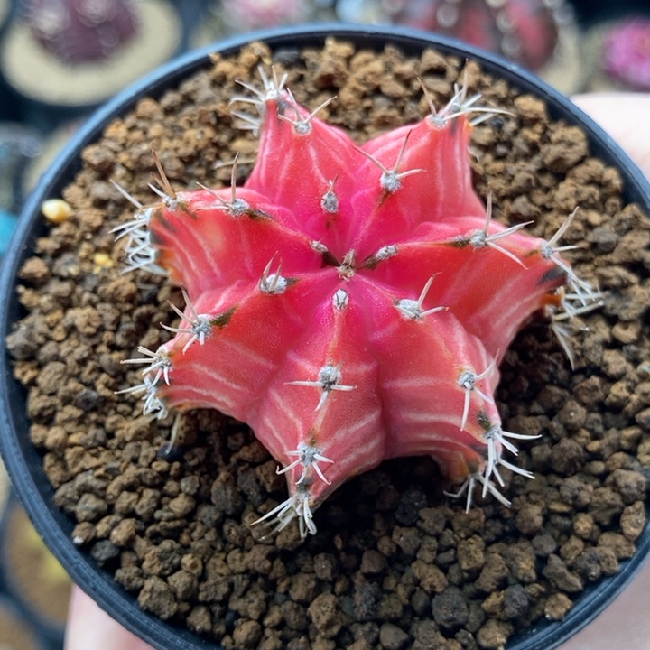 微瑕 特价 米哈仙人球