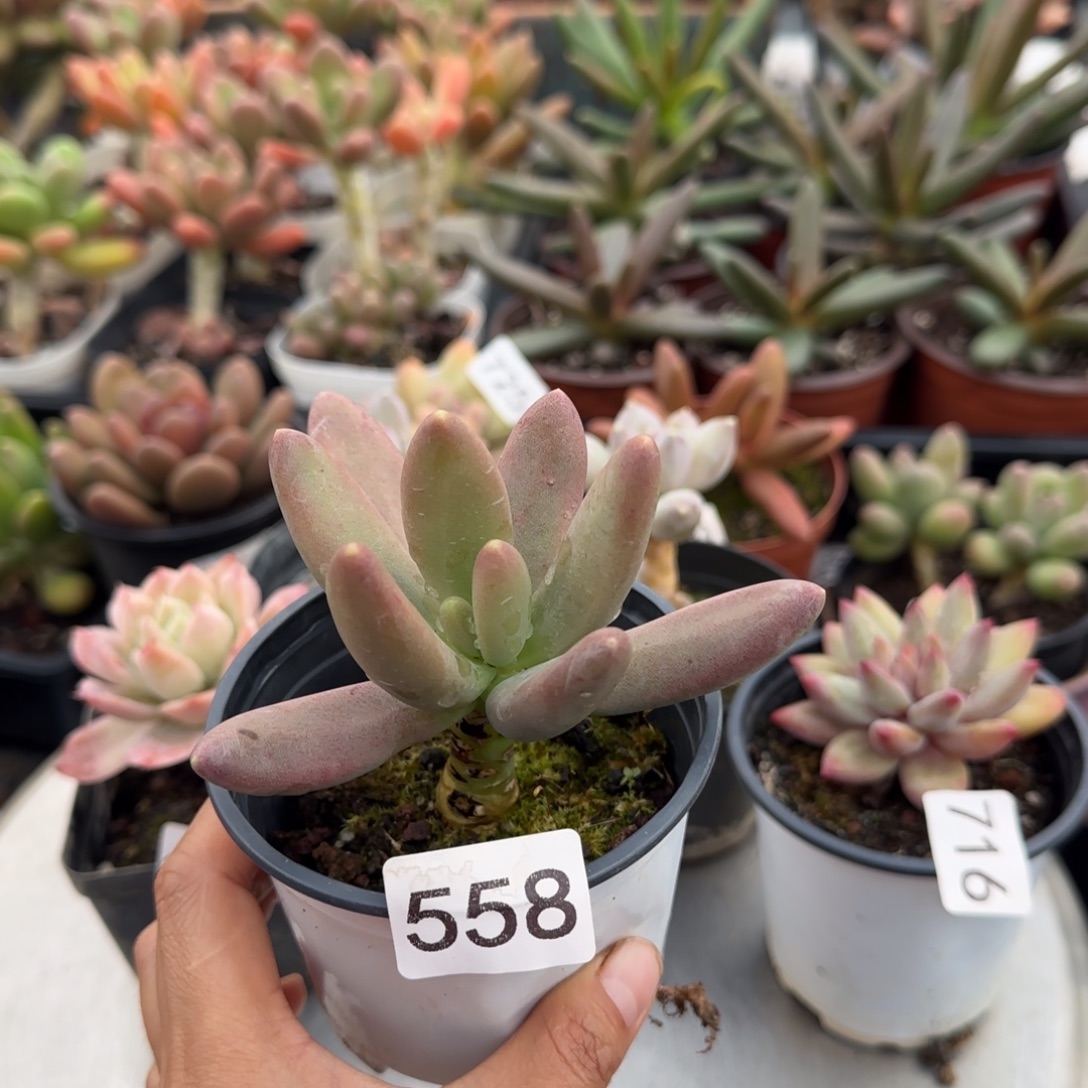 558号一物一拍一物一拍一物一拍