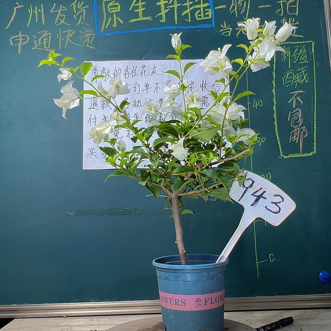 当前无花栽培后可以开花白雪公主943