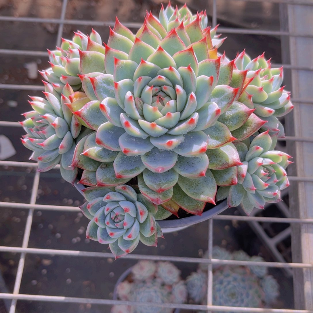 桃夭15公分99999999