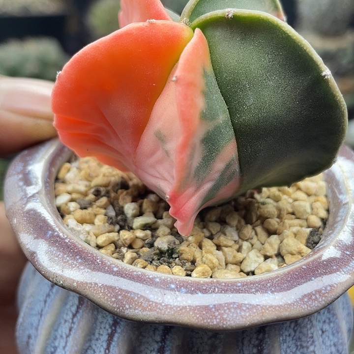 实生鸾凤玉锦一颗包邮