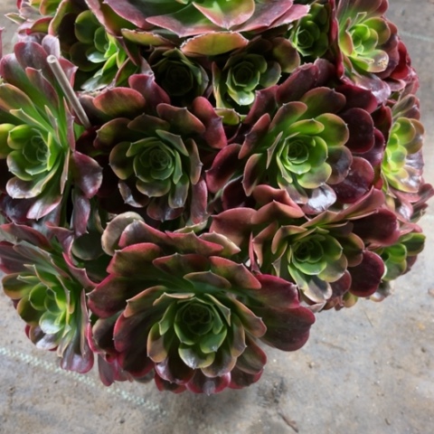 清*多肉植物特斯拉锦。