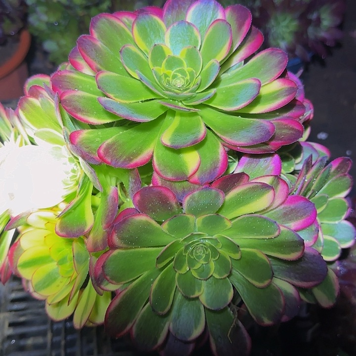 精品万圣节奶白锦捧花特价福利