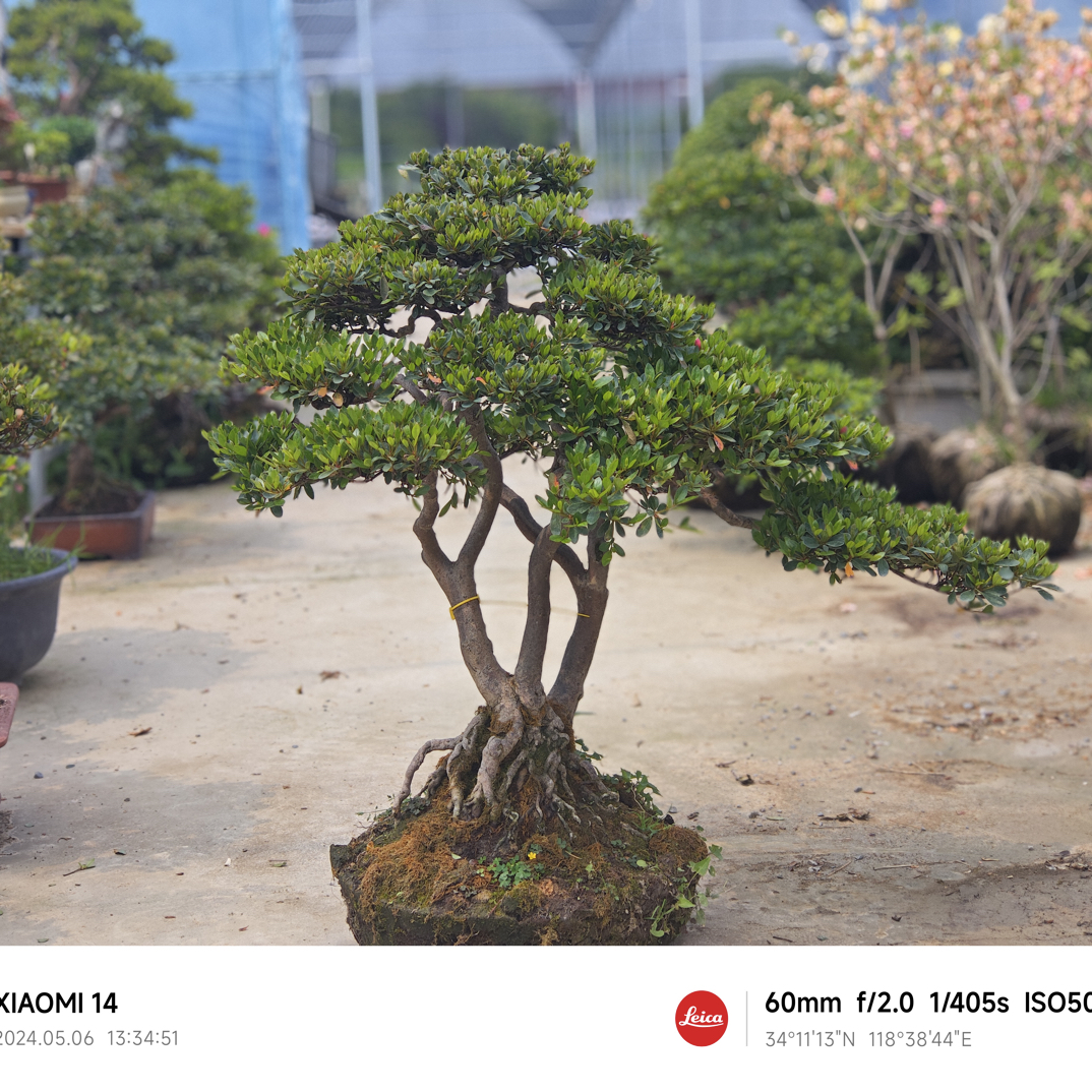 下单请联系客服，此链接仅供直播使用（一物一拍盆景）图片仅供参考，
