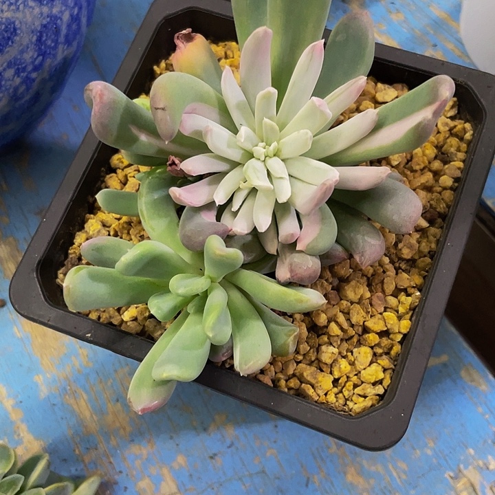 薄荷锦哦哦哦哦哦哦哦哦