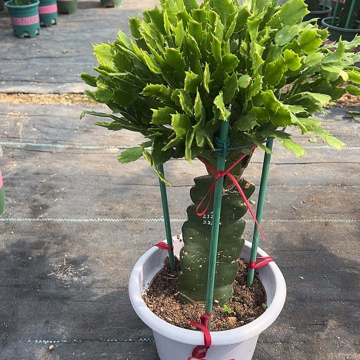 j***m白盆双色重瓣2995