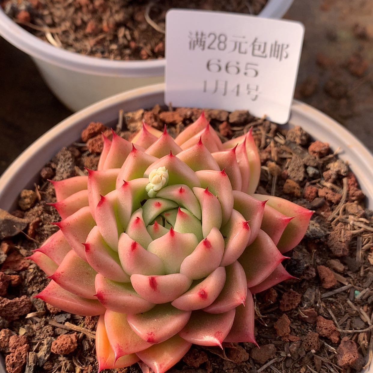 【闪购商品】云665号