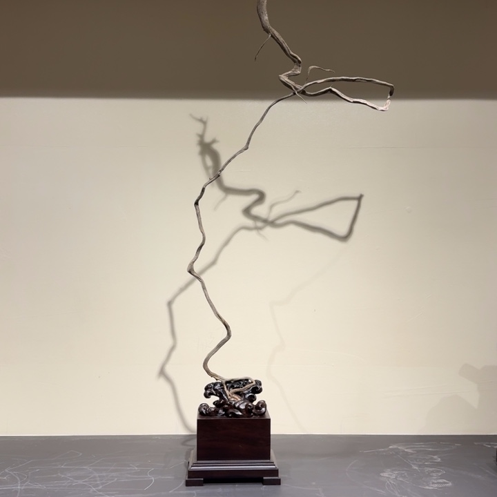 蓝***儿香榧木崖柏啊啊啊啊啊