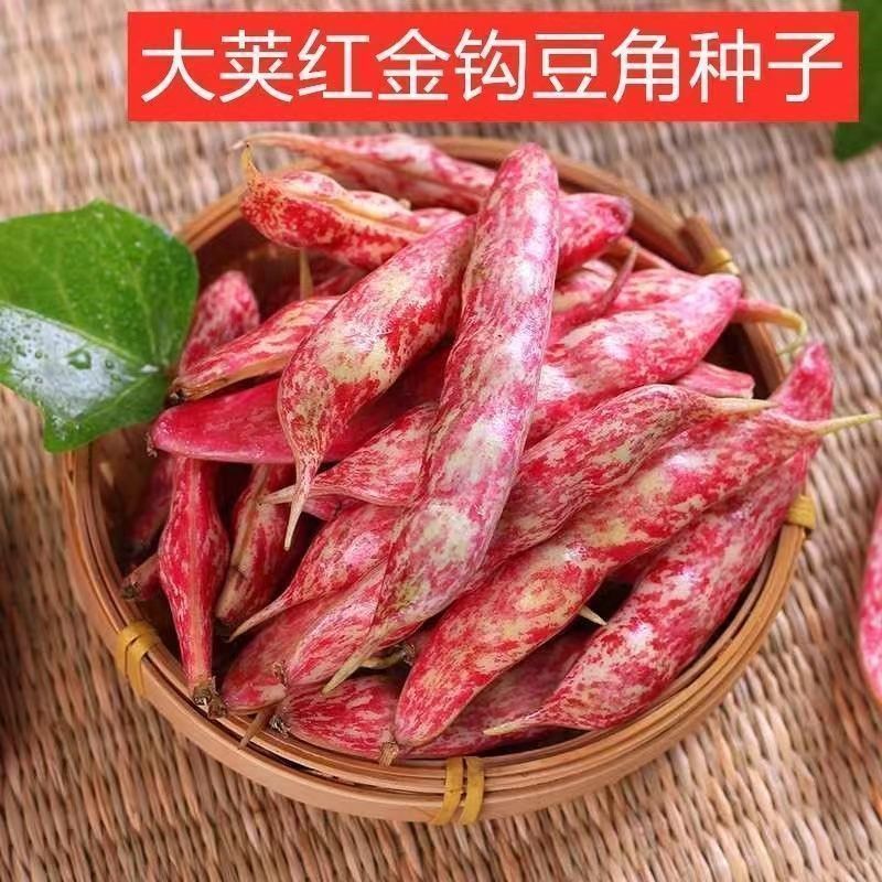 【红金钩油豆角种子】东北红金钩豆角种子红豆角四季钩油豆蔬菜种子