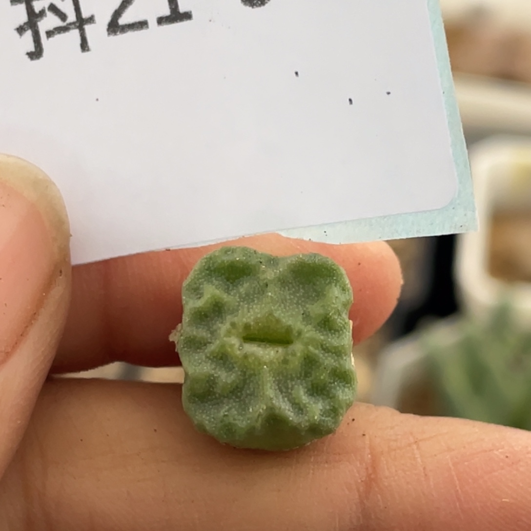 21-50烧麦多肉植物
