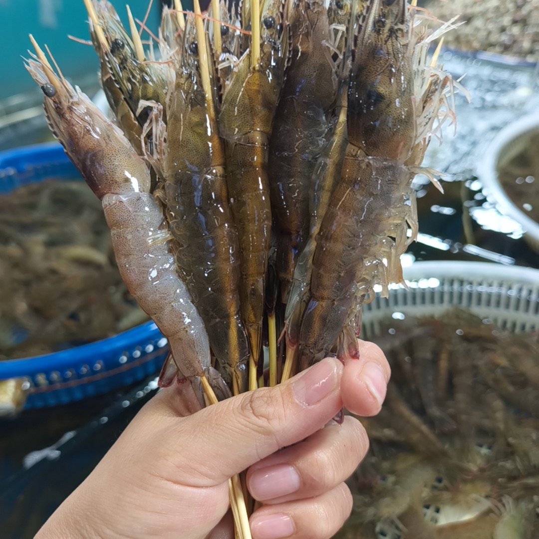 夜猫子虾串一串约20克