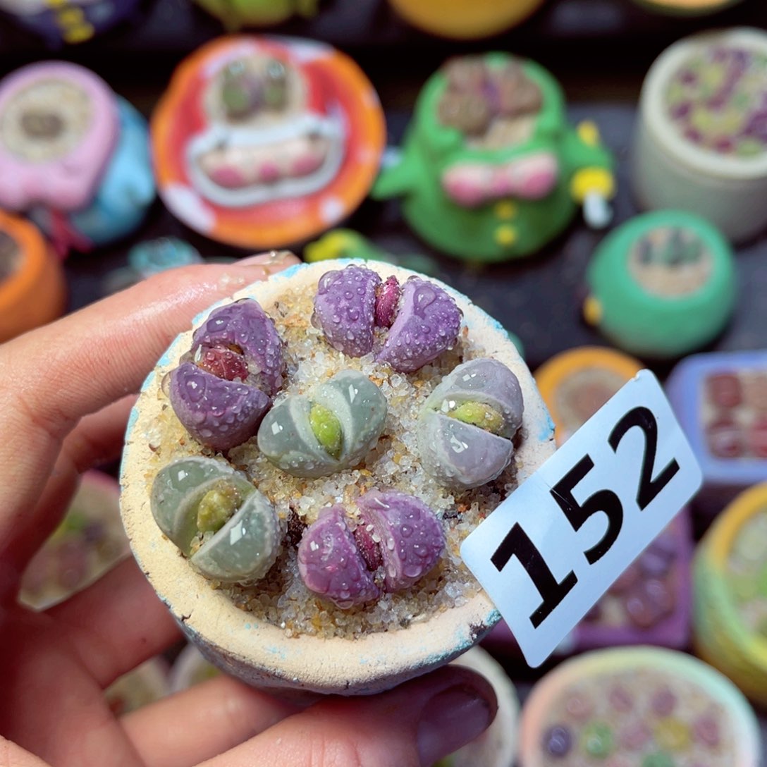 152生石花带盆发