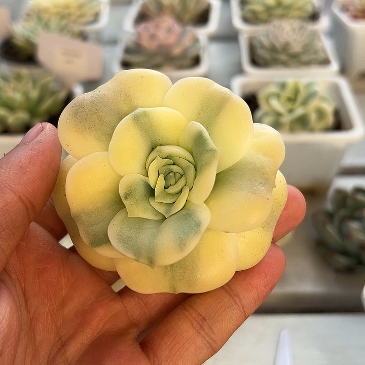 可爱玫瑰锦多肉植物