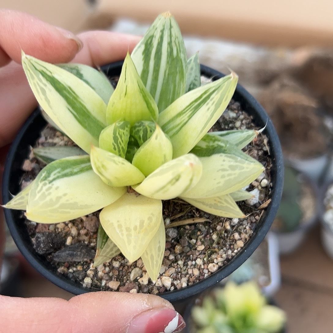 多肉植物宝草锦单头