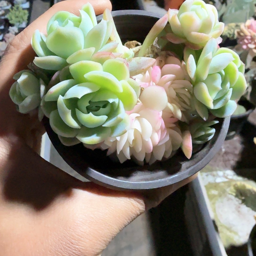 贝瑞  锦上园艺一物一拍