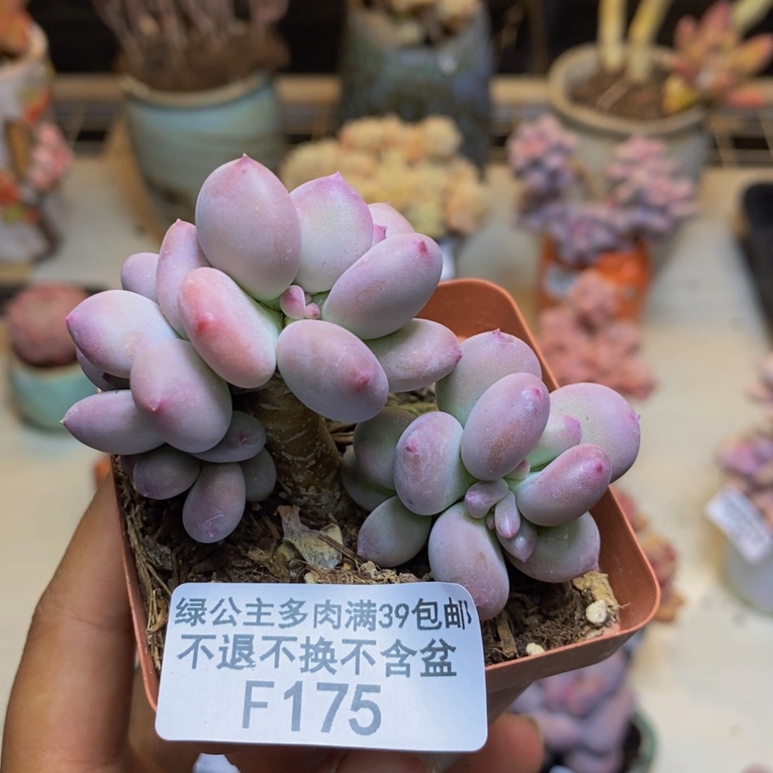175苹果奶四代多肉4c m