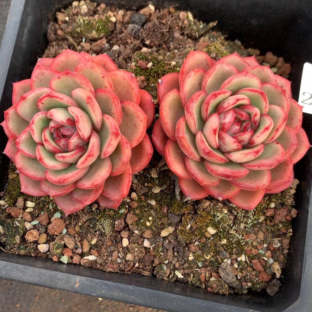 2445杂交精品基地14厘米