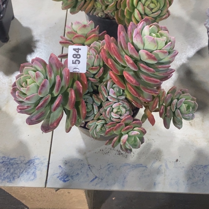 时***院584拉萨多肉植物多肉