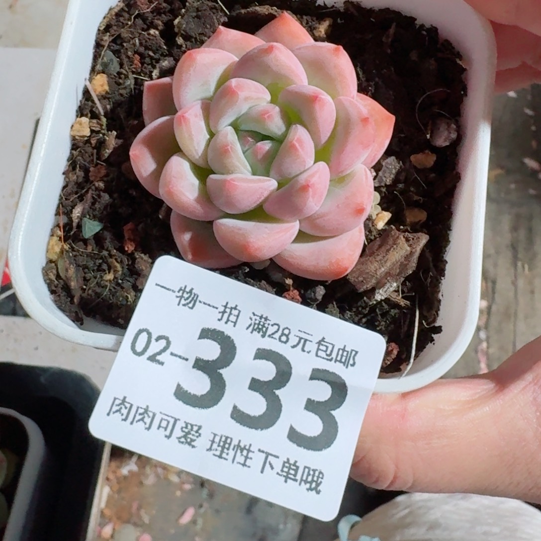 蛋吉多肉无盆土发货无盆