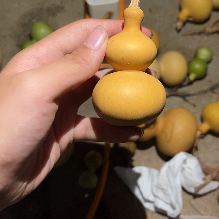 M***火大叶紫檀（黑酸枝木类）