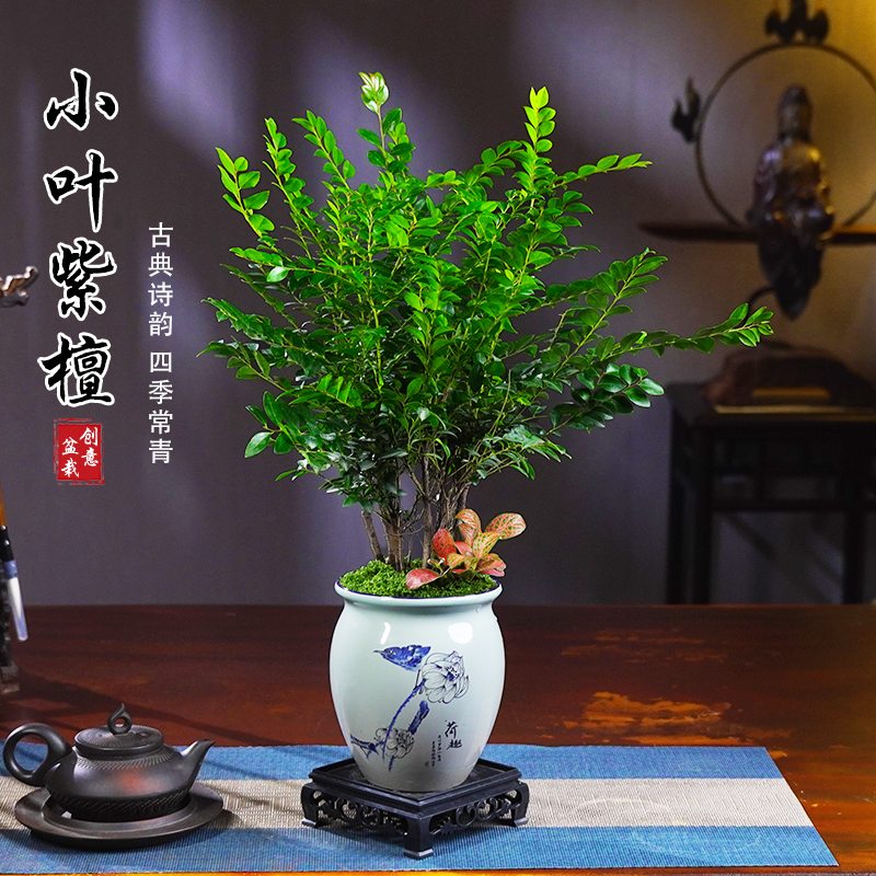 小叶紫檀黑骨茶盆景植物老桩盆栽办公室内花卉绿植好养四季常青