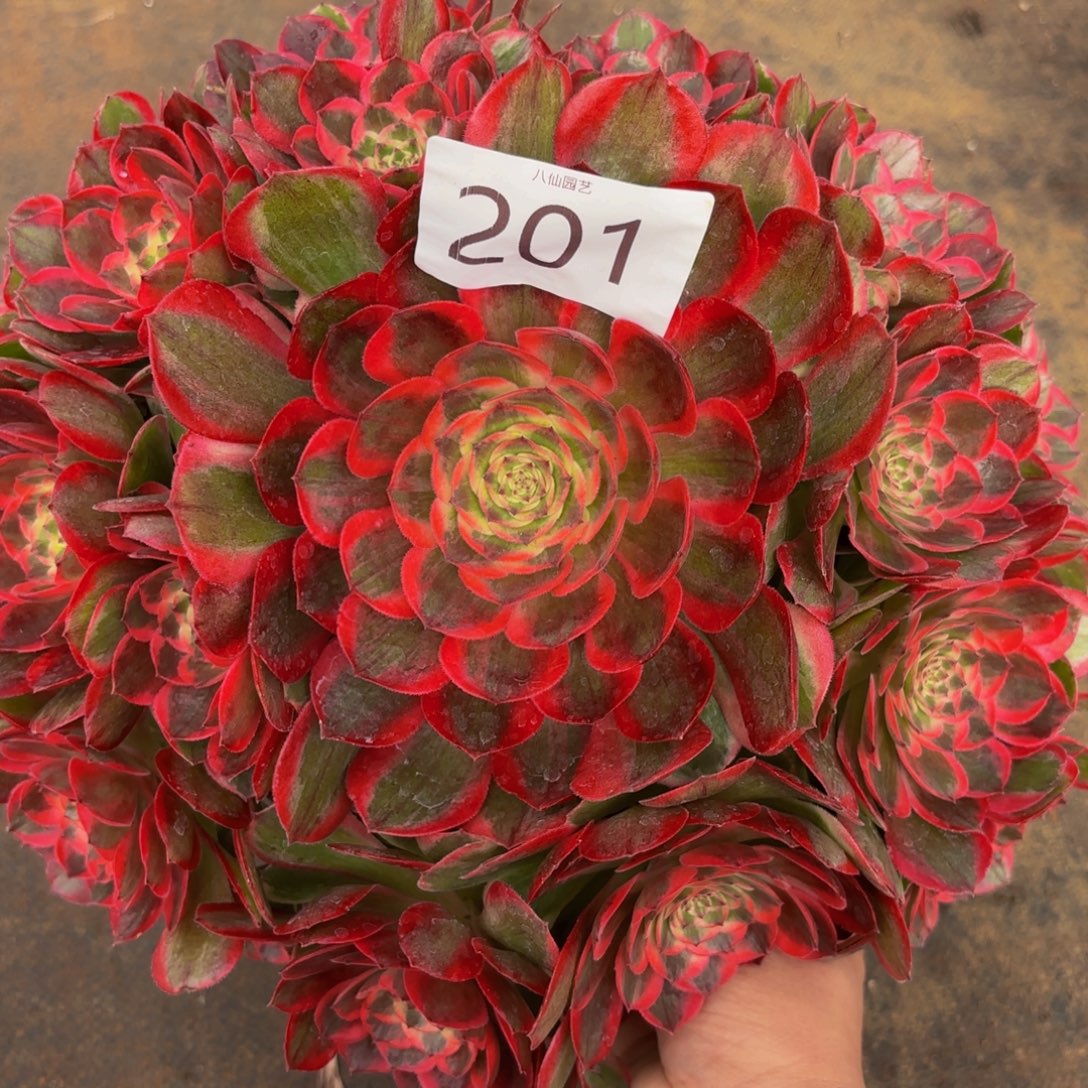 201多肉植物赤子心特价