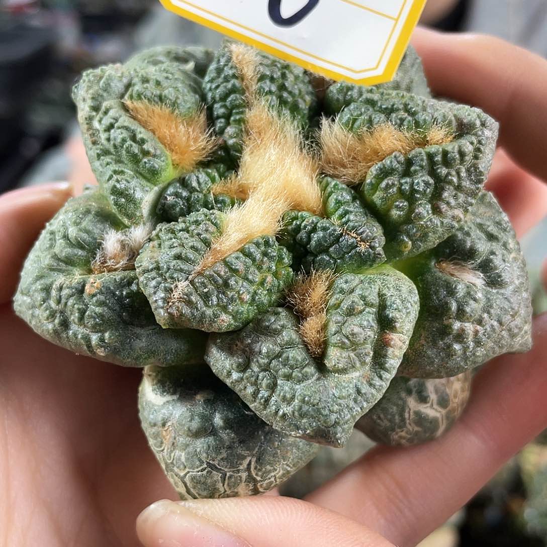 6号7.5cm自根志贺龟甲牡丹