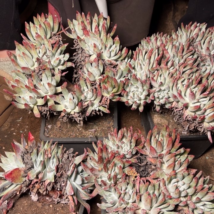 牛*1793四颗哈哈哈哈哈哈