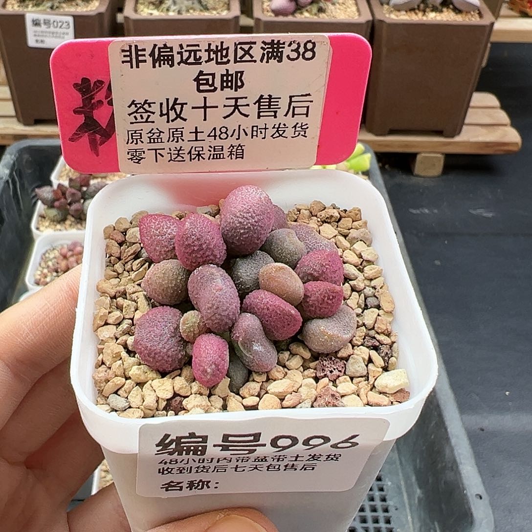 996甜梦多肉植物