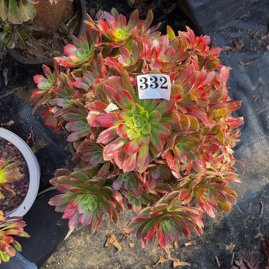 安娜法师多肉1-41