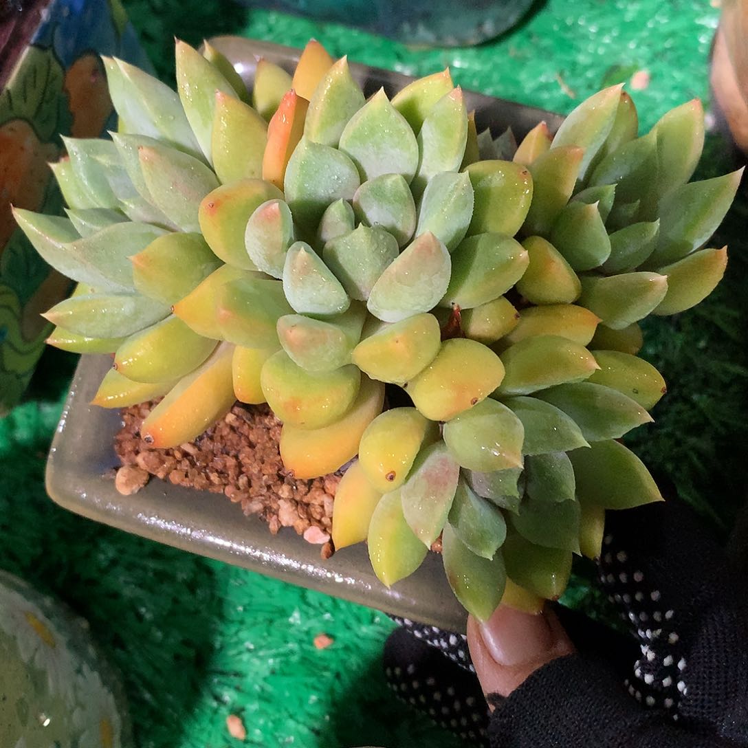 红象牙12公分一物一拍
