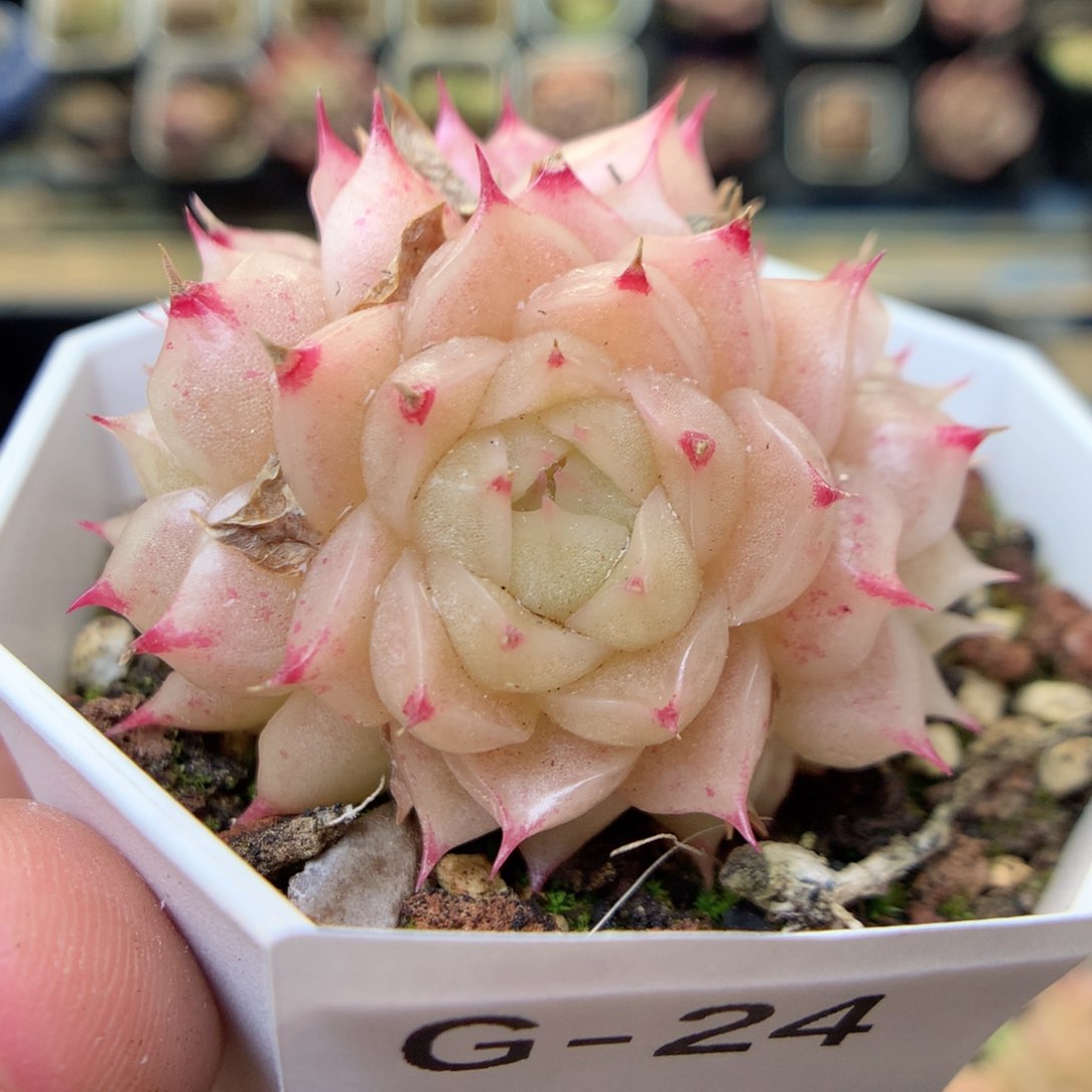 G24 ，20包邮两天凑单偏远地区不发货