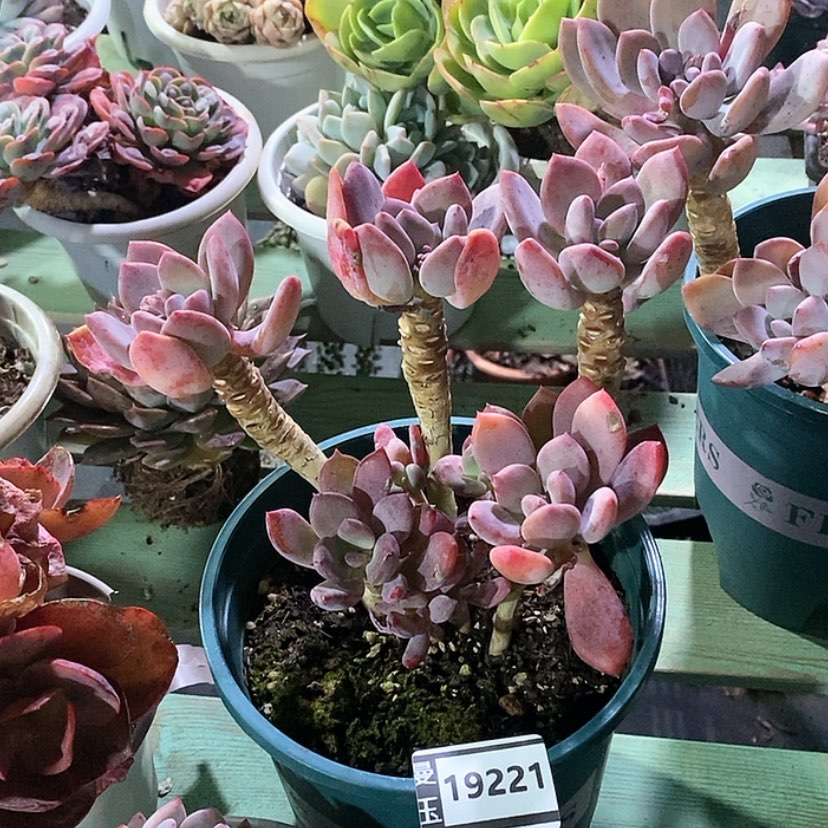 【闪购商品】?*?灰姑凉19221