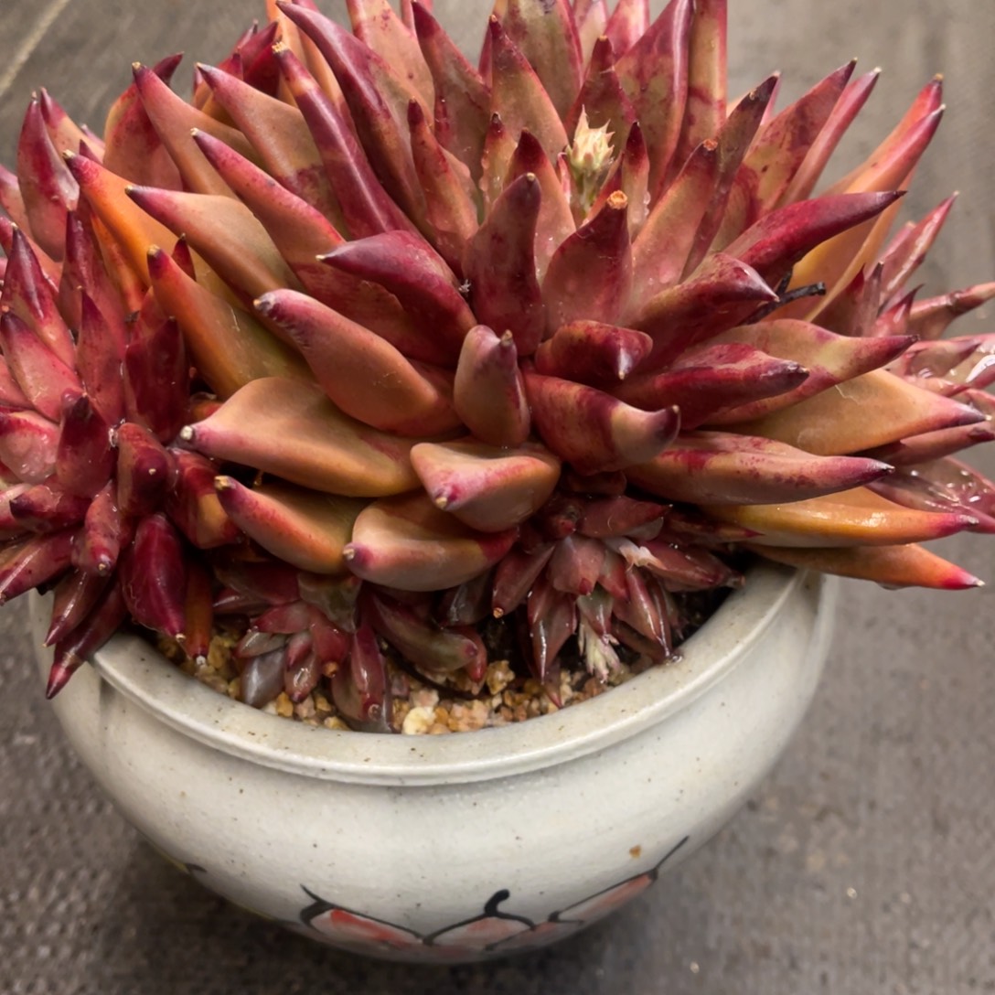 影***儿6868688668686868688686