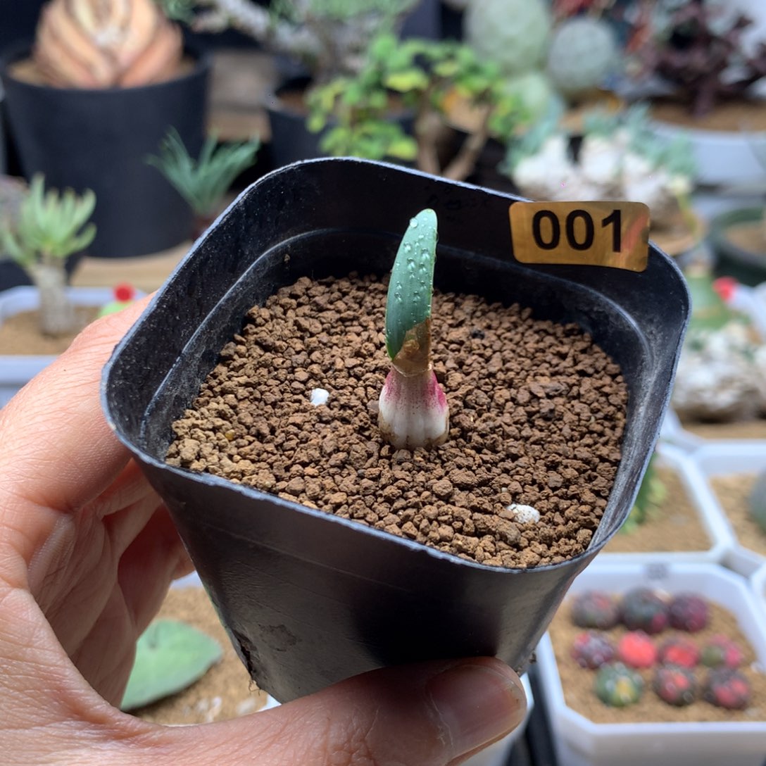 巨波叶血莲小苗带盆