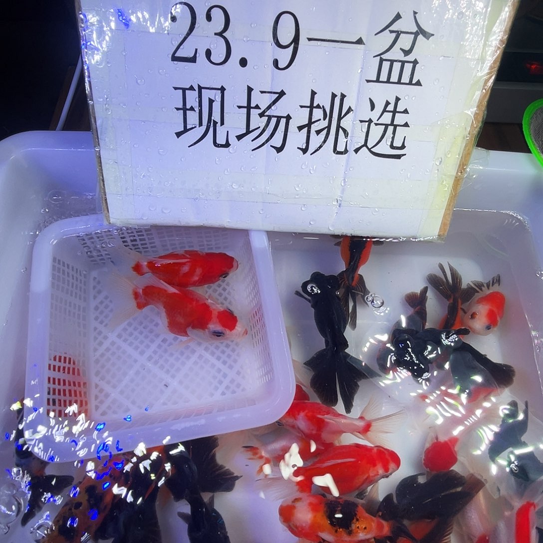 金鱼鎏金樱花现场挑选