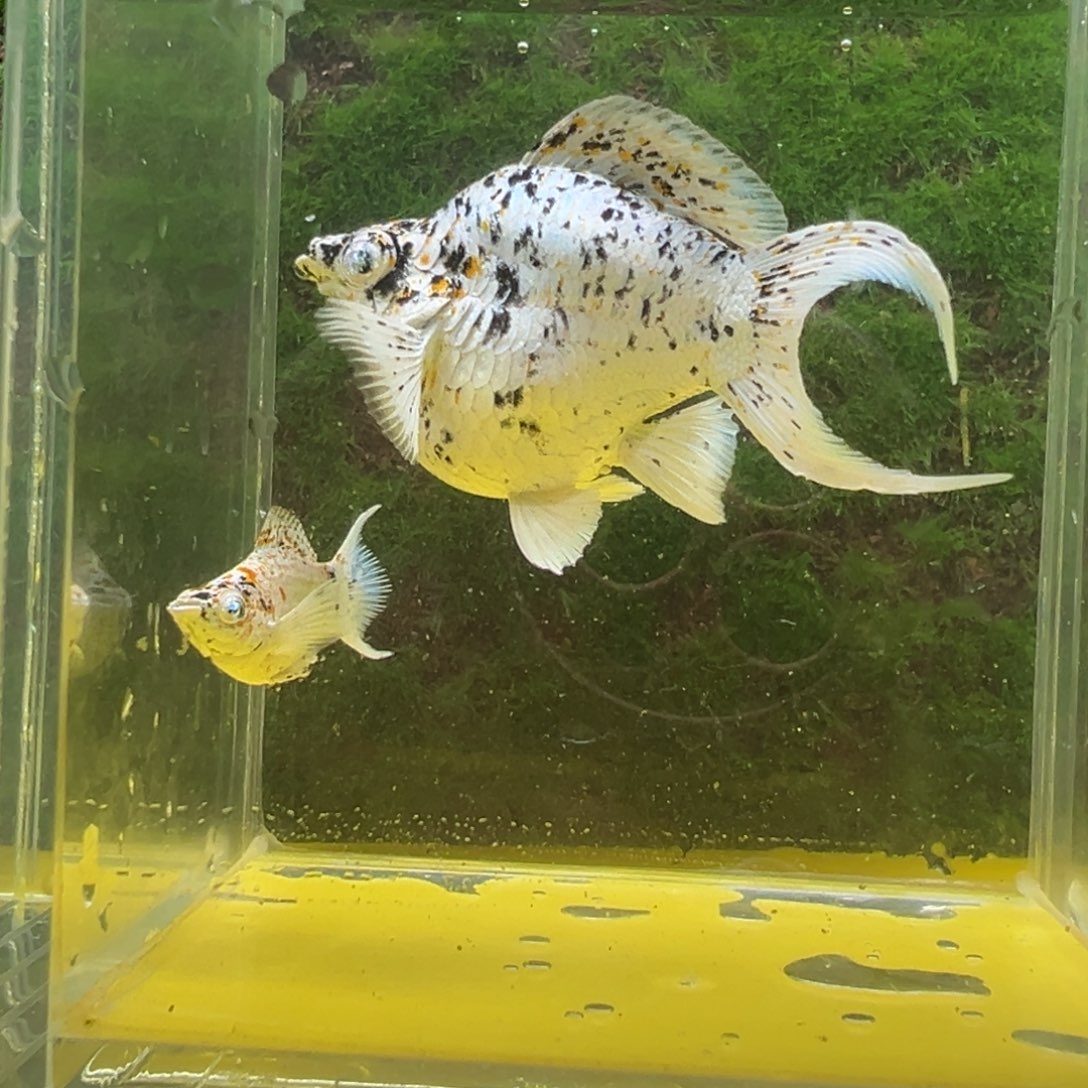 黑玛丽鱼三色奶牛种鱼一对