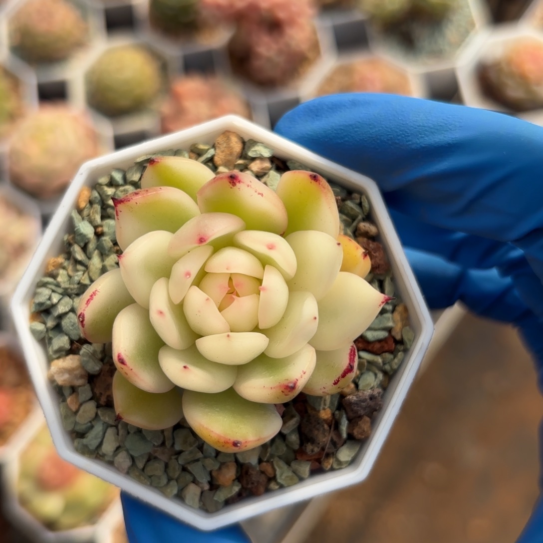 落雁锦锦一物一拍